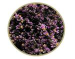 Limonium sinense Blush Diamond, Statice - 5 Stiele